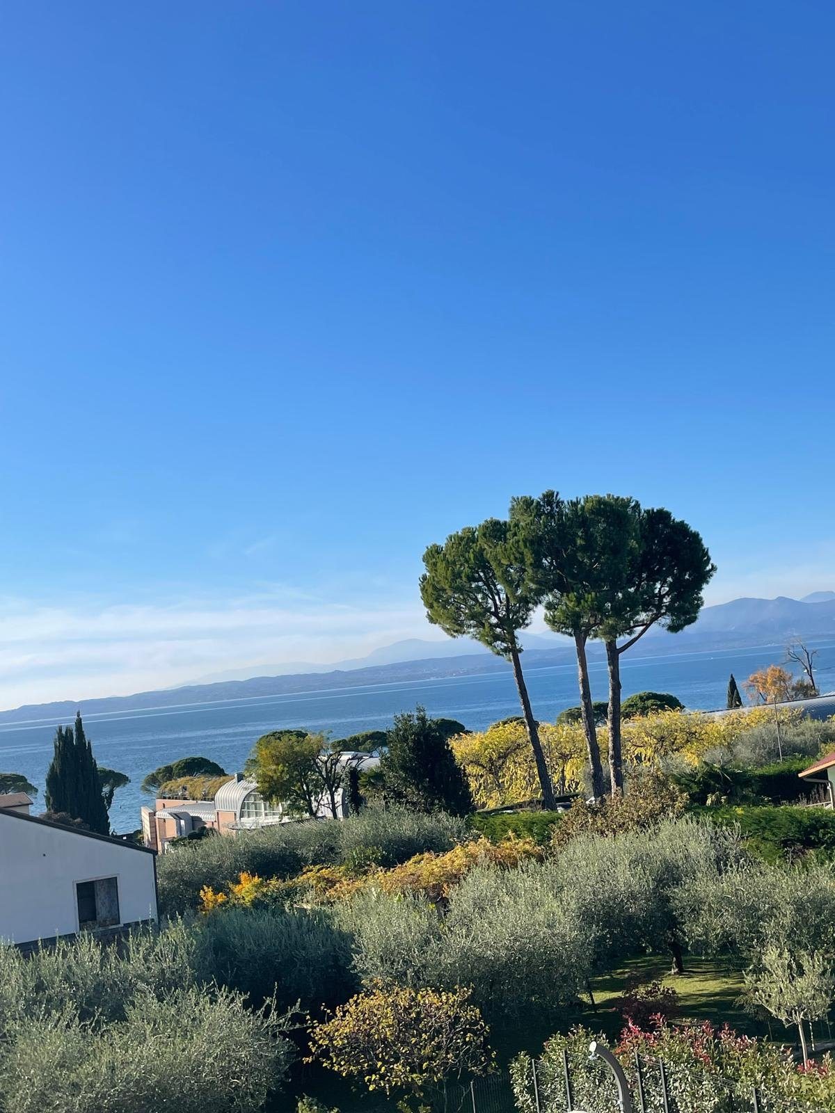 Blick auf den Gardasee mit Pinien